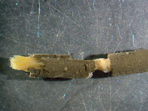  ( - BGE_00236_C11)  @11 [ ] Creative Commons BY NC SA (2025) University of Bergen Natural History Collections