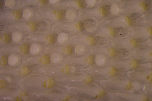  (Cystisella - BGE_00262_F08)  @11 [ ] CC-BY-SA (2024) University of Bergen, Natural History Collections University of Bergen, Natural History Collections