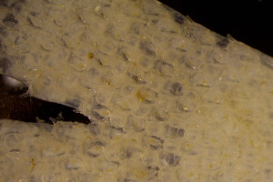  ( - BGE_00262_E12)  @11 [ ] CC-BY-SA (2024) University of Bergen, Natural History Collections University of Bergen, Natural History Collections