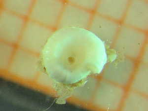  ( - BGE_00245_D01)  @11 [ ] Creative Commons BY-SA (2024) University of Bergen Natural History Collections