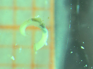  ( - BGE_00245_D01)  @11 [ ] Creative Commons BY-SA (2024) University of Bergen Natural History Collections