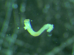  ( - BGE_00245_D11)  @11 [ ] Creative Commons BY-SA (2024) University of Bergen Natural History Collections