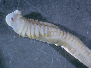  ( - BGE_00236_D08)  @11 [ ] Creative Commons BY NC SA (2025) University of Bergen Natural History Collections