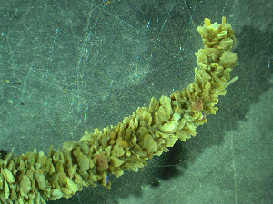  ( - BGE_00237_B02)  @11 [ ] Creative Commons BY NC SA (2025) University of Bergen Natural History Collections