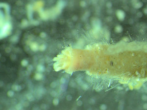  ( - BGE_00237_B04)  @11 [ ] Creative Commons BY NC SA (2025) University of Bergen Natural History Collections