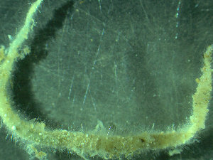  ( - BGE_00237_B04)  @11 [ ] Creative Commons BY NC SA (2025) University of Bergen Natural History Collections