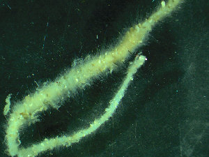  ( - BGE_00237_B06)  @11 [ ] Creative Commons BY NC SA (2025) University of Bergen Natural History Collections