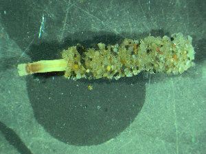  (Owenia cf. assimilis - BGE_00237_B08)  @11 [ ] Creative Commons BY NC SA (2025) University of Bergen Natural History Collections