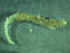  (Owenia cf. polaris - BGE_00237_B12)  @11 [ ] Creative Commons BY NC SA (2025) University of Bergen Natural History Collections