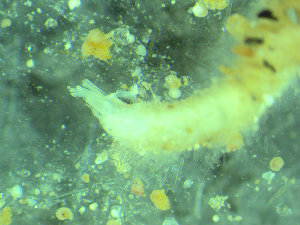  ( - BGE_00237_C01)  @11 [ ] Creative Commons BY NC SA (2025) University of Bergen Natural History Collections