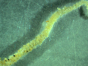  ( - BGE_00237_C01)  @11 [ ] Creative Commons BY NC SA (2025) University of Bergen Natural History Collections