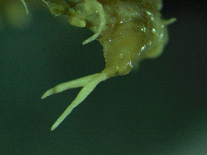  ( - BGE_00237_H07)  @11 [ ] Creative Commons BY NC SA (2025) University of Bergen Natural History Collections