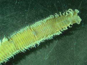  ( - BGE_00237_H09)  @11 [ ] Creative Commons BY NC SA (2025) University of Bergen Natural History Collections