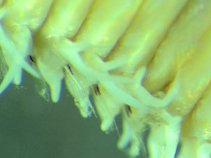  ( - BGE_00237_H09)  @11 [ ] Creative Commons BY NC SA (2025) University of Bergen Natural History Collections