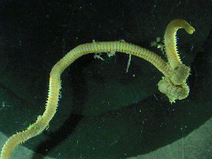  ( - BGE_00237_H10)  @11 [ ] Creative Commons BY NC SA (2025) University of Bergen Natural History Collections