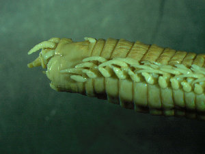  ( - BGE_00237_H11)  @11 [ ] Creative Commons BY NC SA (2025) University of Bergen Natural History Collections