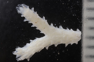  (Omalosecosa - BGE_00262_F12)  @11 [ ] CC-BY-SA (2024) University of Bergen, Natural History Collections University of Bergen, Natural History Collections