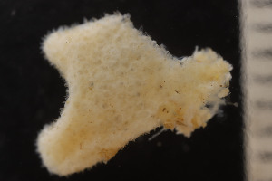  (Alcyonidium hirsutum - BGE_00262_F06)  @11 [ ] CC-BY-SA (2024) University of Bergen, Natural History Collections University of Bergen, Natural History Collections