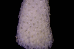 ( - BGE_00262_F11)  @11 [ ] CC-BY-SA (2024) University of Bergen, Natural History Collections University of Bergen, Natural History Collections