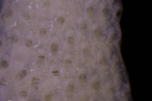  ( - BGE_00262_F11)  @11 [ ] CC-BY-SA (2024) University of Bergen, Natural History Collections University of Bergen, Natural History Collections