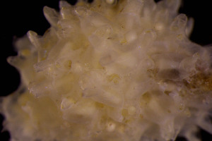  ( - BGE_00262_B08)  @11 [ ] CC-BY-SA (2024) University of Bergen, Natural History Collections University of Bergen, Natural History Collections