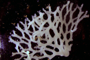  ( - BGE_00262_A10)  @11 [ ] CC-BY-SA (2024) University of Bergen, Natural History Collections University of Bergen, Natural History Collections