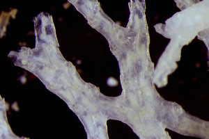  ( - BGE_00262_A10)  @11 [ ] CC-BY-SA (2024) University of Bergen, Natural History Collections University of Bergen, Natural History Collections