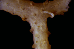  ( - BGE_00262_A07)  @11 [ ] CC-BY-SA (2024) University of Bergen, Natural History Collections University of Bergen, Natural History Collections