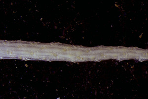  (Pseudoflustra - BGE_00262_A12)  @11 [ ] CC-BY-SA (2024) University of Bergen, Natural History Collections University of Bergen, Natural History Collections