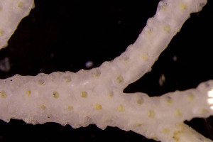  (Bryocryptellidae - BGE_00262_C08)  @11 [ ] CC-BY-SA (2024) University of Bergen, Natural History Collections University of Bergen, Natural History Collections
