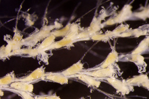  ( - BGE_00262_C02)  @11 [ ] CC-BY-SA (2024) University of Bergen, Natural History Collections University of Bergen, Natural History Collections
