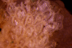  (Haplopama impressum - BGE_00264_C12)  @11 [ ] CC-BY-SA (2025) University of Bergen, Natural History Collections University of Bergen, Natural History Collections