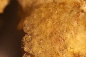 (Gephyrotes nitidopunctata - BGE_00264_A03)  @11 [ ] Creative Commons  Attribution Non-Commercial Share-Alike (2025) NTNU University Museum, Department of Natural History NTNU University Museum, Department of Natural History