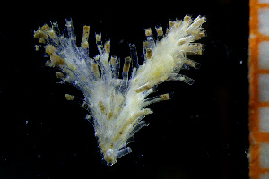  ( - BGE_00264_E01)  @11 [ ] Creative Commons  Attribution Non-Commercial Share-Alike (2025) NTNU University Museum, Department of Natural History NTNU University Museum, Department of Natural History