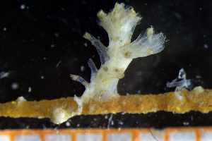  (Cyclostomatida_incertae_sedis - BGE_00264_G04)  @11 [ ] Creative Commons  Attribution Non-Commercial Share-Alike (2025) NTNU University Museum, Department of Natural History NTNU University Museum, Department of Natural History