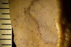  (Hippoporidridae - BGE_00264_D03)  @11 [ ] Creative Commons  Attribution Non-Commercial Share-Alike (2025) NTNU University Museum, Department of Natural History NTNU University Museum, Department of Natural History
