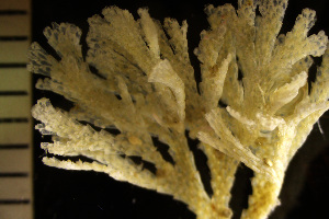  (Dendrobeania - BGE_00264_D07)  @11 [ ] Creative Commons  Attribution Non-Commercial Share-Alike (2025) NTNU University Museum, Department of Natural History NTNU University Museum, Department of Natural History