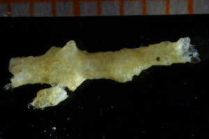  ( - BGE_00264_D04)  @11 [ ] Creative Commons  Attribution Non-Commercial Share-Alike (2026) NTNU University Museum, Department of Natural History NTNU University Museum, Department of Natural History