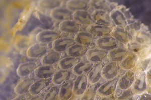  (Calloporidae - BGE_00264_F02)  @11 [ ] Creative Commons  Attribution Non-Commercial Share-Alike (2025) NTNU University Museum, Department of Natural History NTNU University Museum, Department of Natural History