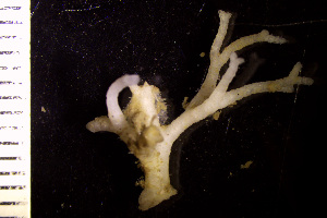  (Tessaradomidae - BGE_00264_E12)  @11 [ ] Creative Commons  Attribution Non-Commercial Share-Alike (2025) NTNU University Museum, Department of Natural History NTNU University Museum, Department of Natural History
