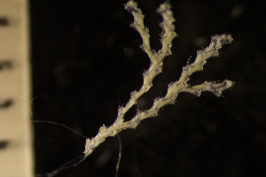  (Scrupocellaria - BGE_00264_C09)  @11 [ ] Creative Commons  Attribution Non-Commercial Share-Alike (2025) NTNU University Museum, Department of Natural History NTNU University Museum, Department of Natural History