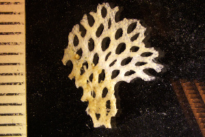  (Reteporella grimaldii - BGE_00264_F08)  @11 [ ] Creative Commons  Attribution Non-Commercial Share-Alike (2025) NTNU University Museum, Department of Natural History NTNU University Museum, Department of Natural History