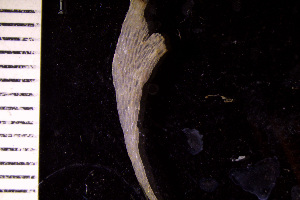  (Pseudoflustra hincksi - BGE_00264_F03)  @11 [ ] Creative Commons  Attribution Non-Commercial Share-Alike (2025) NTNU University Museum, Department of Natural History NTNU University Museum, Department of Natural History