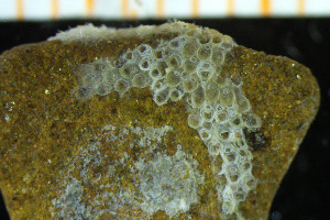  (Ramphonotus - BGE_00264_G02)  @11 [ ] Creative Commons  Attribution Non-Commercial Share-Alike (2025) NTNU University Museum, Department of Natural History NTNU University Museum, Department of Natural History