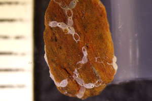  (Escharinidae - BGE_00264_F09)  @11 [ ] Creative Commons  Attribution Non-Commercial Share-Alike (2025) NTNU University Museum, Department of Natural History NTNU University Museum, Department of Natural History