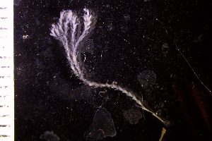 (Nordgaardia - BGE_00264_F04)  @11 [ ] Creative Commons  Attribution Non-Commercial Share-Alike (2025) NTNU University Museum, Department of Natural History NTNU University Museum, Department of Natural History