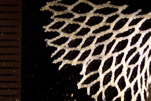  (Reteporella vitta - BGE_00264_H01)  @11 [ ] Creative Commons  Attribution Non-Commercial Share-Alike (2025) NTNU University Museum, Department of Natural History NTNU University Museum, Department of Natural History