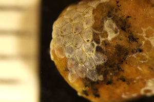  (Haplopomidae - BGE_00264_G01)  @11 [ ] Creative Commons  Attribution Non-Commercial Share-Alike (2025) NTNU University Museum, Department of Natural History NTNU University Museum, Department of Natural History