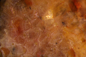  (Haplopoma impressum - BGE_00264_H03)  @11 [ ] Creative Commons  Attribution Non-Commercial Share-Alike (2025) NTNU University Museum, Department of Natural History NTNU University Museum, Department of Natural History
