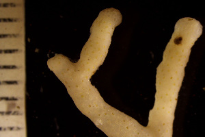  ( - BGE_00264_H08)  @11 [ ] Creative Commons  Attribution Non-Commercial Share-Alike (2025) NTNU University Museum, Department of Natural History NTNU University Museum, Department of Natural History